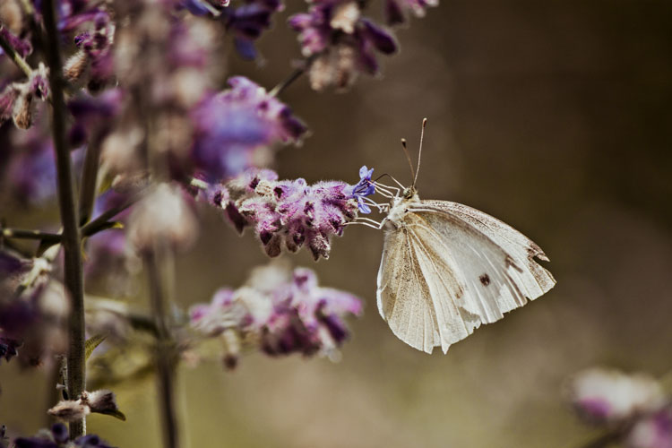 Schmetterling