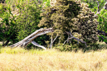 Wiese mit altem Baumstumpf