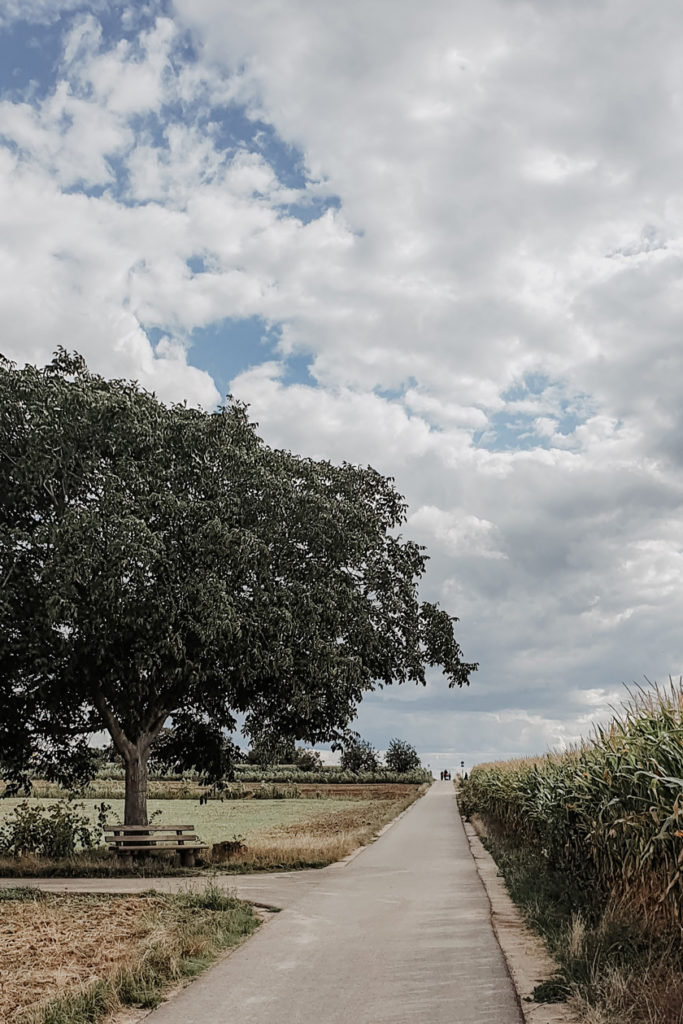 Baum am Wegesrand